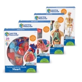 Anatomy Models Bundle